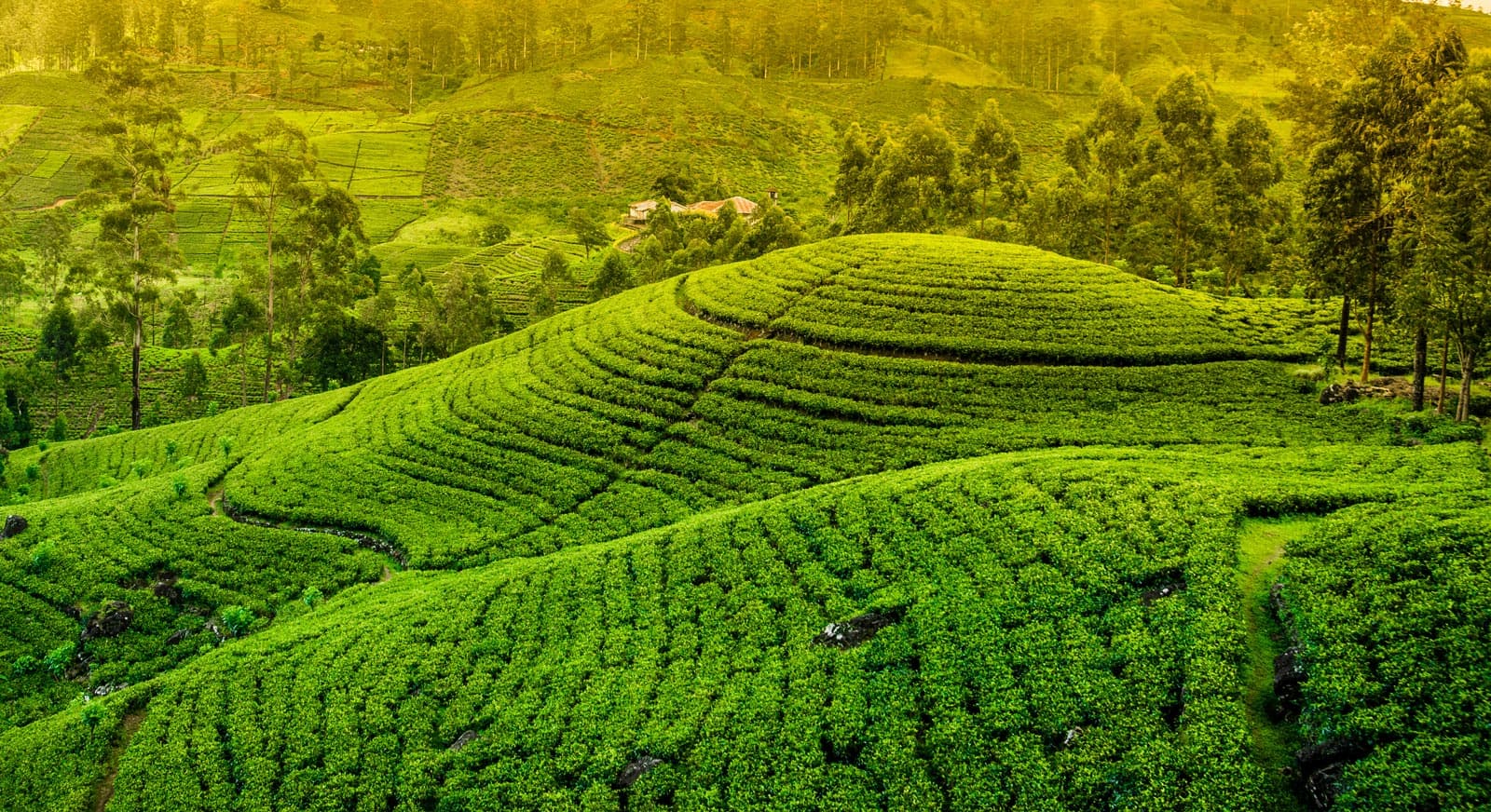 Hill Country Photography Tour in Sri Lanka