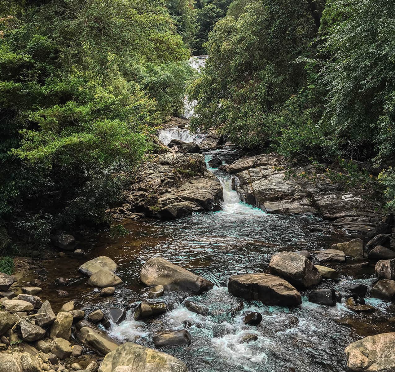 Sinharaja Rain Forest Day Tour