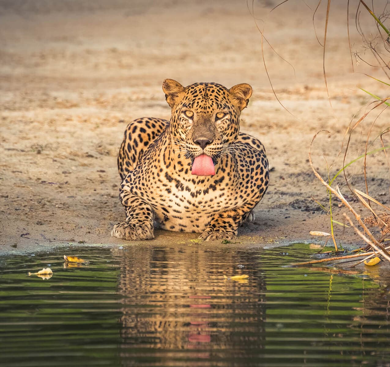 Wilpattu National Park Day Tour