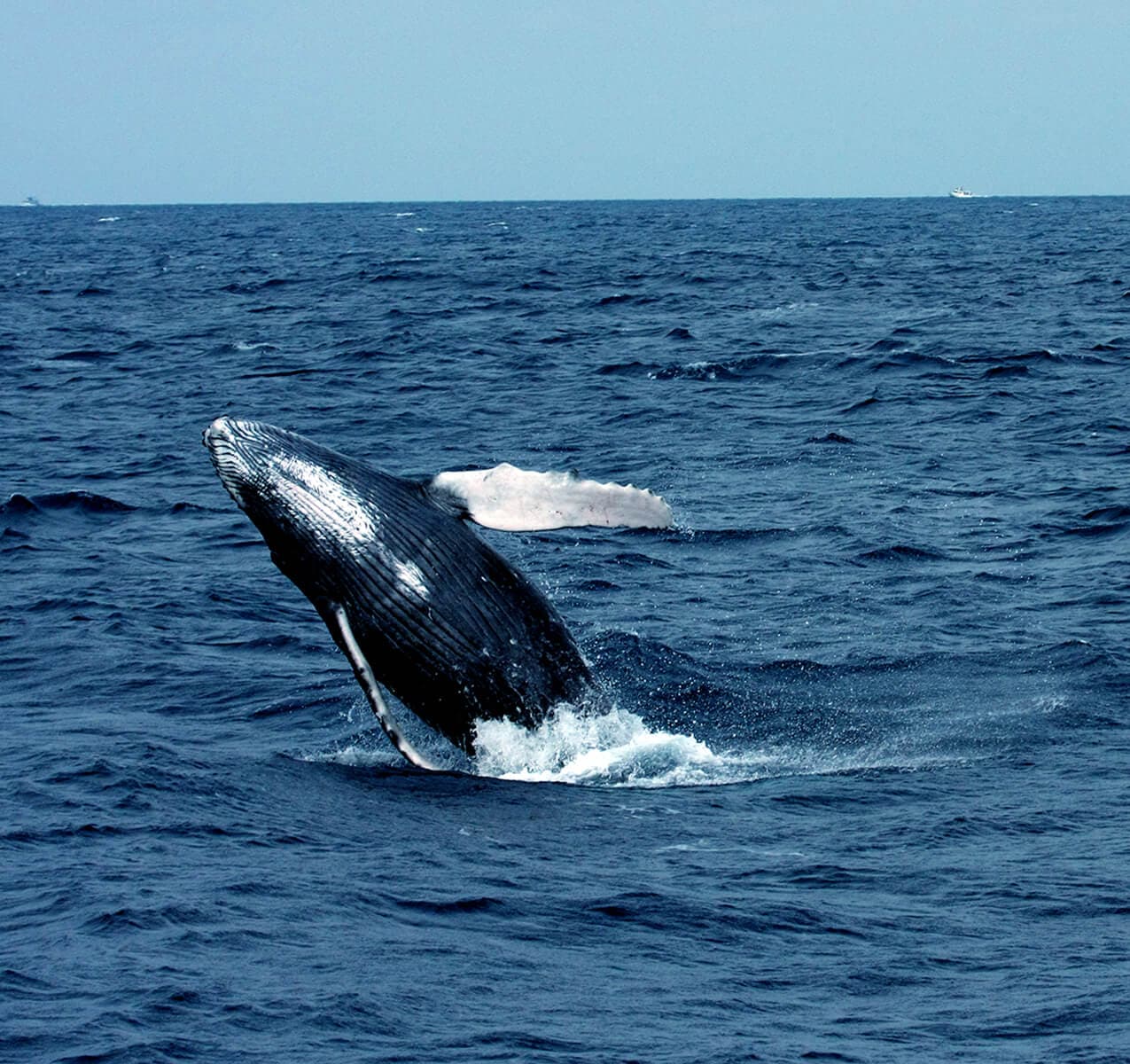 Whale Watching Day Tour
